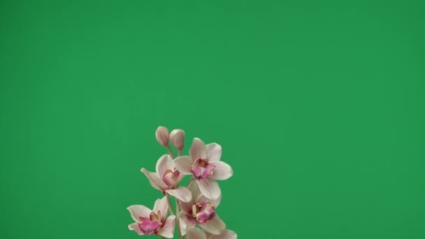 Close Shot Snapped Sprig Orchid Green Background Shows Many Pink — Stock Video