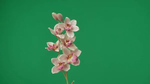 Close Shot Snapped Sprig Orchid Green Background Shows Many Pink — Stock Photo, Image