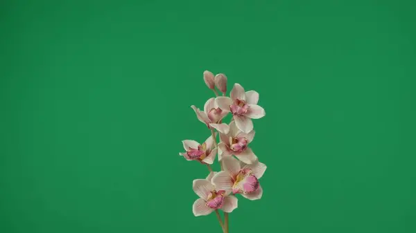 Close Shot Snapped Sprig Orchid Green Background Shows Many Pink — Stock Photo, Image