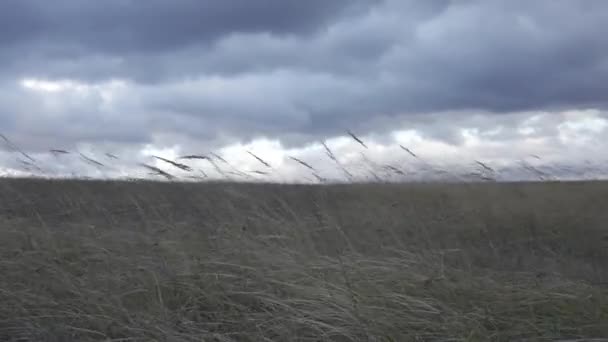 乾燥した草が付いている野原の強い風 暗闇と劇的な嵐の雲の背景にある光 Hdr Bt2020 Hlg材料について — ストック動画