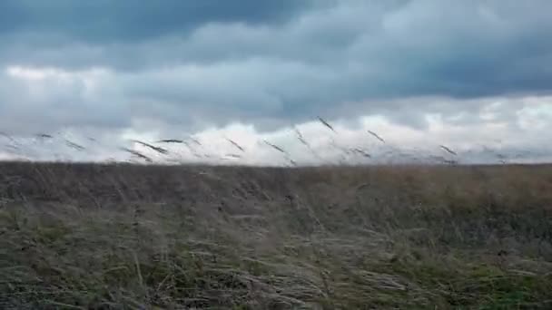 Starker Wind Auf Einem Feld Mit Trockenem Gras Licht Dunklen — Stockvideo