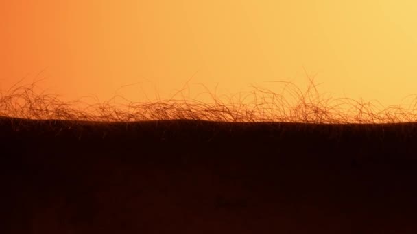 Ludzkie Włosy Makro Zdjęcie Sylwetce Pomarańczowe Światło — Wideo stockowe