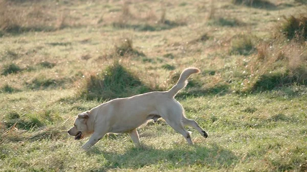 Caminhando Cão Enérgico Labrador Retriever Dourado Prado Outono Grama Verde — Fotografia de Stock