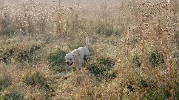 Retrato Pedigree Dourado Labrador Retriever Andando Moitas Altas Grama Seca — Fotografia de Stock
