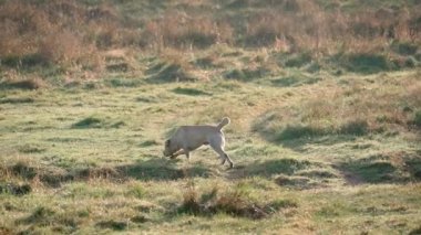Bir öğleden sonra yürüyüşü sırasında eğlenen altın renkli bir Labrador av köpeği. Evcil yetişkin hayvan çayırda koşuyor küçük kuru ve yeşil çimenlerin üzerinden zıplıyor Yavaş çekim.