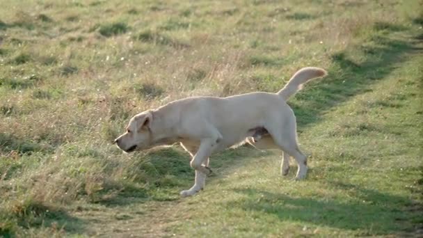 Golden Labrador Retriever Körs Gräsgolvet Promenad Nära Håll Begreppet Sällskapsdjur — Stockvideo