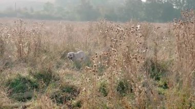 Golden Labrador Retriever, kuru otların yüksek çalılıklarında yürüyor, ağzından buhar çıkıyor. Soğuk bir sonbahar gününde bir evcil hayvanın gündüz yürüyüşü Yavaş çekim.
