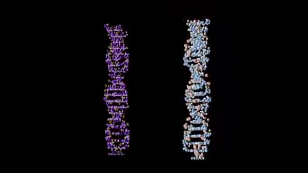 Twee Gekleurde Dna Spiralen Draaien Een Zwarte Achtergrond Spiralen Veranderen — Stockvideo