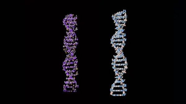 Two Colored Dna Spirals Black Background Spirals Change Color White — Stock Photo, Image