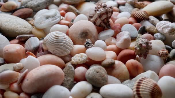 海洋生物クリエイティブ広告コンセプト 海底バックグラウンドのショットを閉じます 水面下に散らばった多くの美しいカラフルな石と貝殻のマクロショット — ストック動画