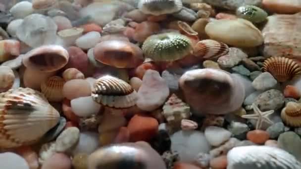 海洋生物クリエイティブ広告コンセプト 海底バックグラウンドのショットを閉じます 水の下の美しいカラフルな石の貝 波の波は 表面を通して輝きます — ストック動画