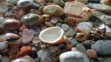 Deniz ve okyanus yaşamı yaratıcı reklam konsepti. Deniz yatağının arka planının yakın plan görüntüsü. Güzel renkli taşlar su altında deniz kabukları dalgalanan dalgalar, güneş ışığı yüzeyde parlıyor.