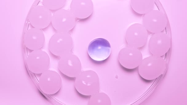 Petrischale Mit Runden Weißen Hydrogelperlen Violette Perlen Die Sich Rosa — Stockvideo
