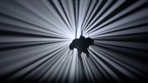 Moderne Choreografie Acrobatiek Creatieve Reclame Concept Silhouet Van Vrouwtje Geïsoleerd — Stockvideo
