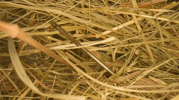 Closeup of a needle in haystack. Macro photography