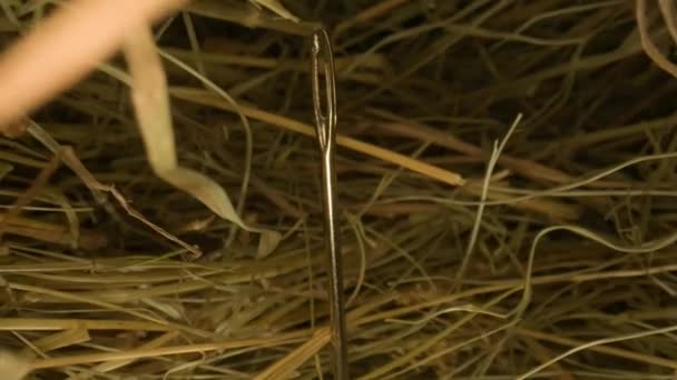 Closeup Needle Haystack Macro Photography — Stock Video
