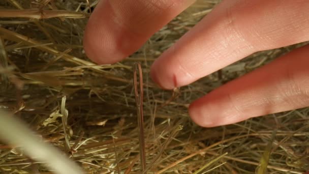 Hand Looking Needle Haystack Macro Photography — Stock Video
