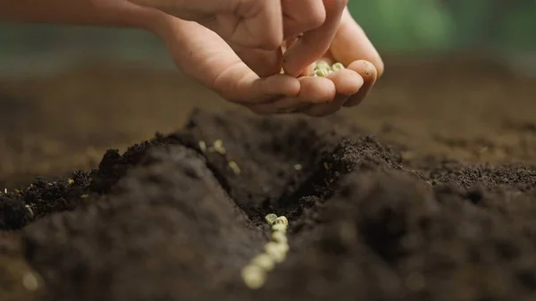 Tarım Çevre Dostu Tarım Kavramı Bahçıvan Toprağa Tohum Ekiyor Çiftçi — Stok fotoğraf