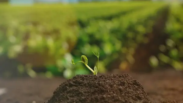 Landwirtschaft Umweltfreundliches Landwirtschaftskonzept Boden Mit Pflanze Dicht Machen Grünsprieß Wächst — Stockfoto