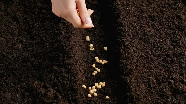 Landwirtschaft Umweltfreundliches Landwirtschaftskonzept Gärtner Legt Samen Die Erde Eine Bäuerin — Stockfoto