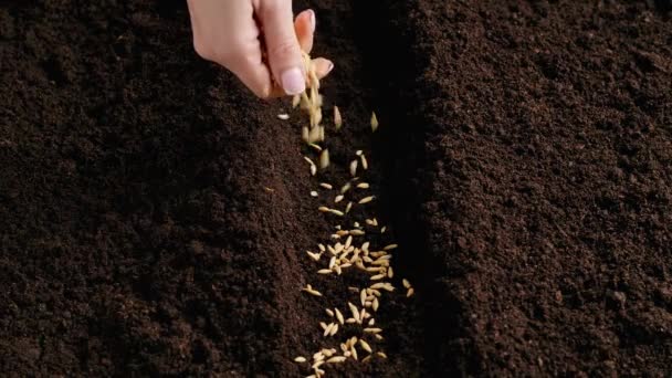 Zemědělství Ekologické Zemědělství Koncept Gardener Dává Semena Země Žena Zemědělec — Stock video