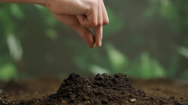 農業エコフレンドリー農業コンセプト 地面に種を入れる庭師 春の季節 有機農業 園芸のための土壌の準備で種を植える農民の手 — ストック動画