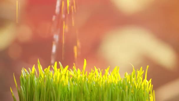 Tarım Çevre Dostu Tarım Kavramı Bahçıvan Sulama Bitkileri Güneş Işığına — Stok video