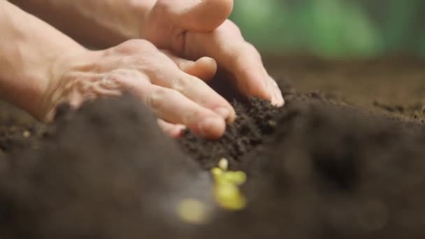 农业生态友好型耕作概念 园丁把种子埋在地里 农民亲手播种覆盖着整排土壤的种子 为春季作准备 进行有机耕作和园艺 — 图库视频影像