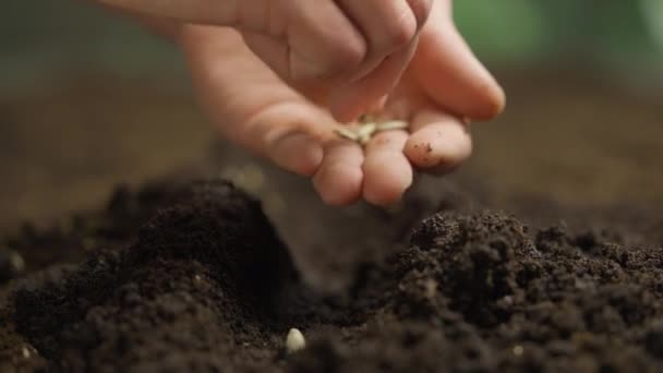 Zemědělství Ekologické Zemědělství Koncept Gardener Dává Semena Země Muž Zemědělec — Stock video