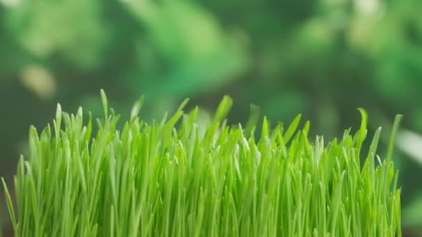Tarım Çevre Dostu Tarım Kavramı Taze Bahar Bitkilerine Yakın Rüzgarlar — Stok video