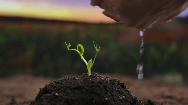 Концепція Екологічно Дружнього Землеробства Садівник Вирощує Насіння Землі Жінка Фермерські — стокове відео
