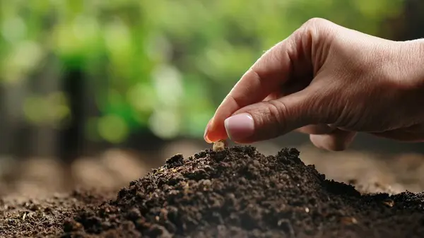 Agriculture Eco Friendly Farming Concept Gardener Putting Seed Ground Green — Stock Photo, Image