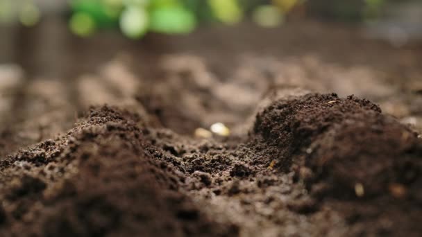 Agricultura Concepto Agricultura Ecológica Jardinero Poniendo Semillas Suelo Semillas Maíz — Vídeo de stock