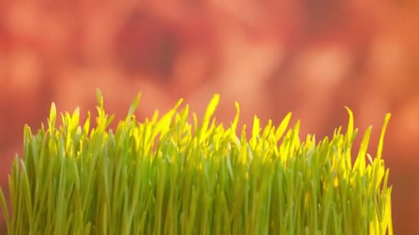 农业生态友好型耕作概念 2009 13阅读 风把新鲜的嫩绿色草苗吹向阳光充足的农田 春天的有机耕作和园艺 — 图库视频影像