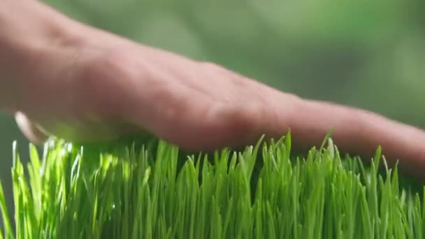 农业生态友好型耕作概念 园艺师在地下种植植物 农民用手触摸新鲜的青草芽 为春季作准备 有机耕作和园艺 — 图库视频影像