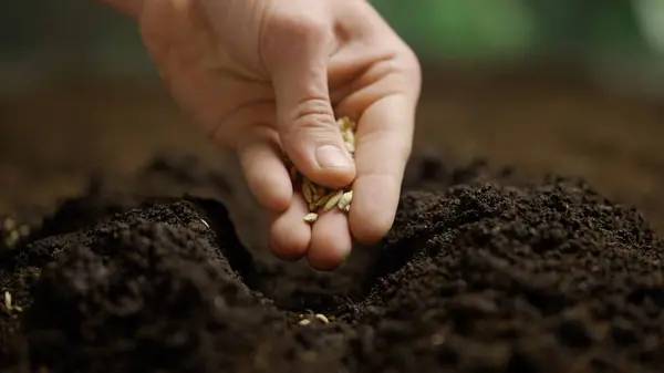 農業エコフレンドリー農業コンセプト 地面に種を入れる庭師 春の季節 有機農業 園芸のための土壌の準備で種を植える農民の手 — ストック写真