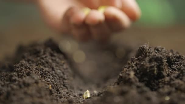 Tarım Çevre Dostu Tarım Kavramı Bahçıvan Toprağa Tohum Ekiyor Nsan — Stok video