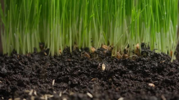 農業エコフレンドリー農業コンセプト 地面に種を入れる庭師 草の芽 春の有機農業と園芸に対して土壌に播種する上から落ちる小麦の種子 — ストック動画