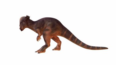 3 boyutlu Pachycephalosaurus, kubbe şeklindeki kafatasıyla tanınıyor. Dinazor dinamik bir duruşla izole edilmiş bir arkaplanda, ayrıntılı desenli bir deriyle gösterilir..