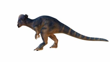 3 boyutlu Pachycephalosaurus, kubbe şeklindeki kafatasıyla tanınıyor. Dinazor dinamik bir duruşla izole edilmiş bir arkaplanda, ayrıntılı desenli bir deriyle gösterilir..
