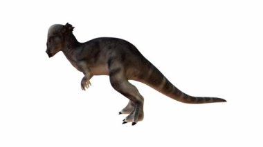 3 boyutlu Pachycephalosaurus, kubbe şeklindeki kafatasıyla tanınıyor. Dinozor dinamik bir duruşta gösterilir, beyaz izole bir arkaplan üzerine kurulur. Alfa kanalı.