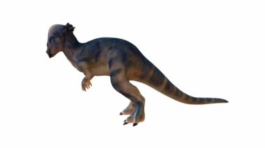 3 boyutlu Pachycephalosaurus, kubbe şeklindeki kafatasıyla tanınıyor. Dinozor dinamik bir duruşta gösterilir, beyaz izole bir arkaplan üzerine kurulur. Alfa kanalı.