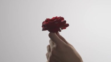 Çiçekli genç bir adam, samimi bir yakınlık hissi, kırmızı bir gül tutan ve yaprakları koparan bir adam. Aşk ve tutku konsepti. Stüdyoda yakın çekim erkek modeli..