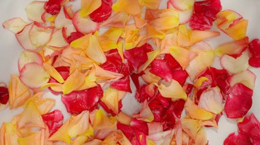 Su yüzeyinde pembe, sarı ve kırmızı gül yaprakları. Yüzen taç yapraklarının en üst görüntüsü. Aşk, romantizm ya da doğanın güzelliği hakkındaki temalar için mükemmel..