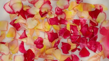 Su yüzeyinde pembe, sarı ve kırmızı gül yaprakları. Uçan taç yapraklarının en üst görüntüsü. Aşk, romantizm ya da doğanın güzelliği hakkındaki temalar için mükemmel..