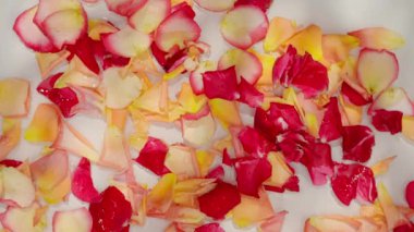 Su yüzeyinde pembe, sarı ve kırmızı gül yaprakları. Uçan taç yapraklarının en üst görüntüsü. Aşk, romantizm ya da doğanın güzelliği hakkındaki temalar için mükemmel..