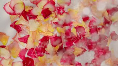 Beyaz arka planda açık suda yüzen kırmızı, sarı ve pembe gül yapraklarının üzerine düşen yağmur damlalarının en üst görüntüsü. Aşk, kutlama ya da doğanın güzelliği ile ilgili konular için mükemmel..