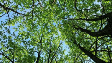 Genç yeşil yaprakları ve mavi gökyüzü olan ağaçların alt manzarası. Ormanda açık hava yürüyüşü. Güneşli bir yaz günü. Doğal doğa.