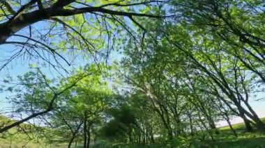 Doğada bir yürüyüş, insanların bakış açısı. Ormanda yürüyen ya da yeşil ağaçlarla gezen ve etrafa bakınan kişi, bahar mevsimi, güneşli gün, güzel doğa manzarası..