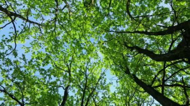 Genç yeşil yaprakları ve mavi gökyüzü olan ağaçların alt manzarası. Ormanda açık hava yürüyüşü. Güneşli bir yaz günü. Doğal doğa.